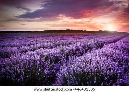 Blooming lavender field under the red colors of the summer sunset  Royalty-Free Stock Photo #446431585