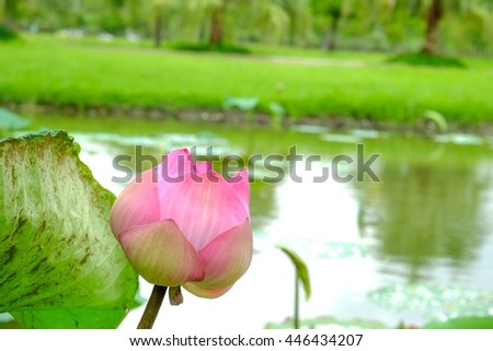 Focus blooming pink lotus in pond