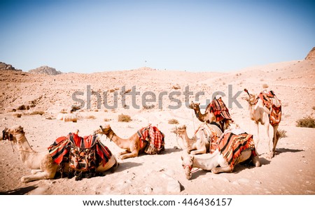 Camels Jordan