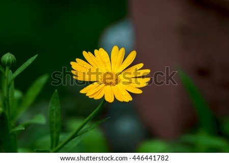 Closeup of a beautiful and vibrant Calendula flower, also known as marigolds