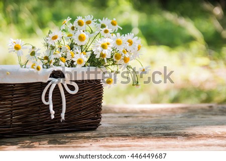 Chamomile flowers on a wooden background.The picture was taken in the open air.