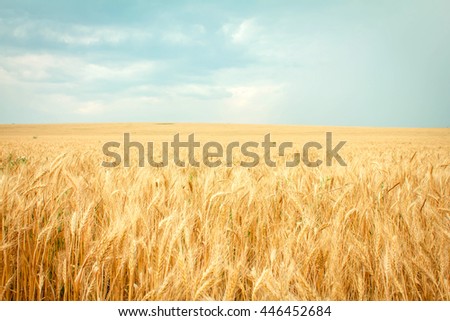 wheat ripe on the field Royalty-Free Stock Photo #446452684