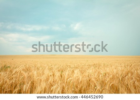 wheat ripe on the field Royalty-Free Stock Photo #446452690