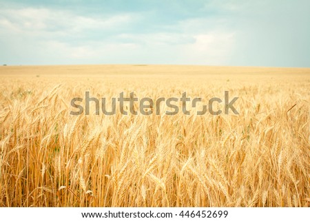 wheat ripe on the field Royalty-Free Stock Photo #446452699