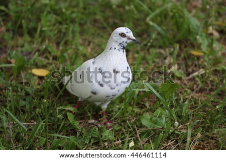 Picture of white spotted dove walking in the grass in one of the park