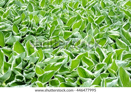 Beautiful vibrant hosta plant 