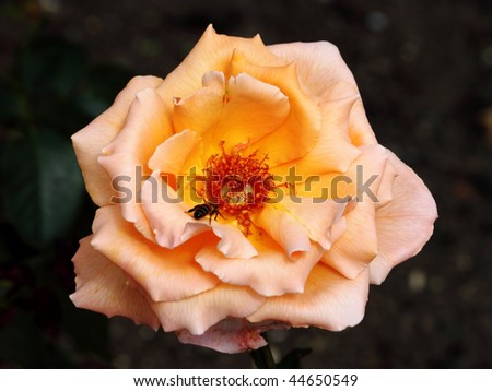 Dog rose (Rosa canina) on a black background close-up