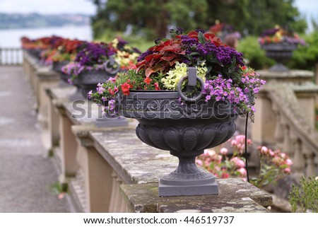 Mainau Blumeninsel flowers in pots
