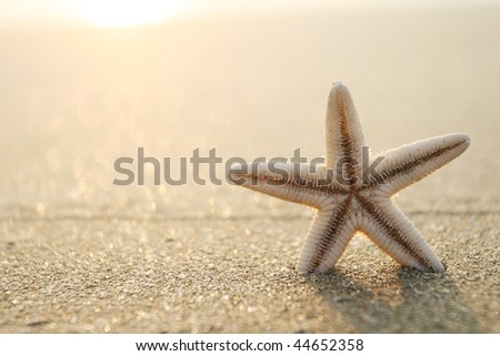 picture of starfish on the beach in the sand