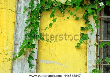 Ivy with yellow wall