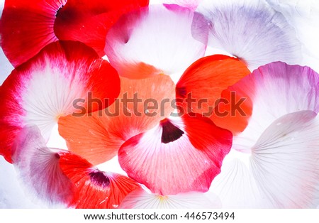 Shirley poppy's petals and flowers (PAPAVER RHOEAS)