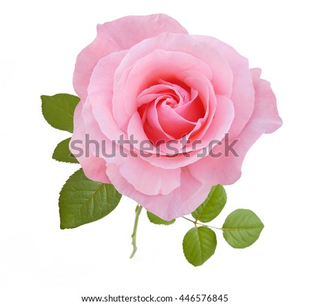 pink rose isolated on white background Royalty-Free Stock Photo #446576845