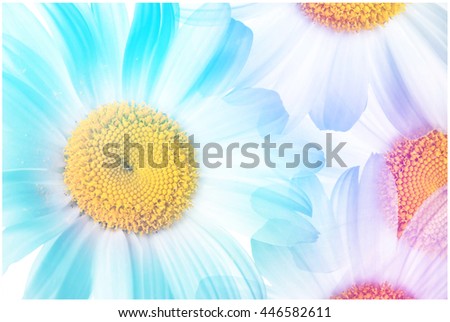 Colorful daisy flowers collage. Floral wallpaper. 