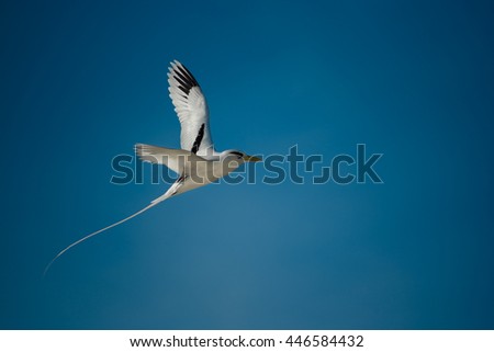 White-tailed tropicbird flying  Royalty-Free Stock Photo #446584432
