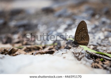 black wings butterfly on stone in forest 