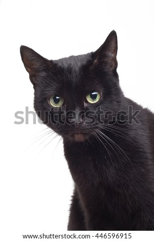 black cat on a white background
