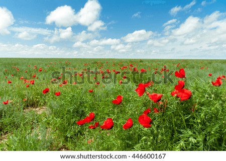 Red poppy at blue sky background home screen desktop picture