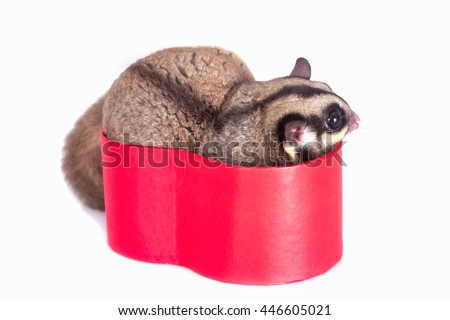 Cute sugar glider in red gift box 