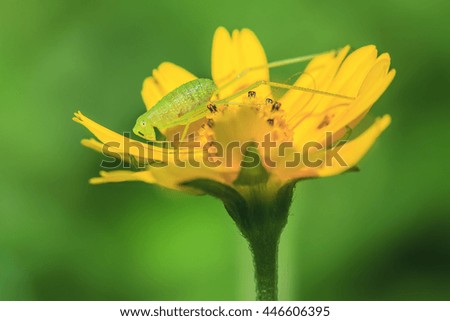 The close up macro of green grasshopper on yellow flower.