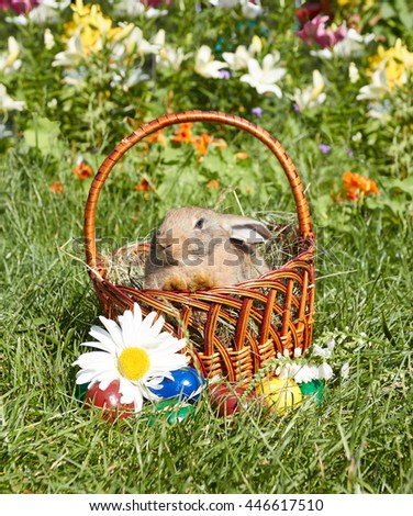 Cute blond rabbit sit in the Easter basket. Flowers and colored eggs