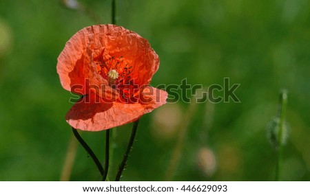 red poppy macro picture 