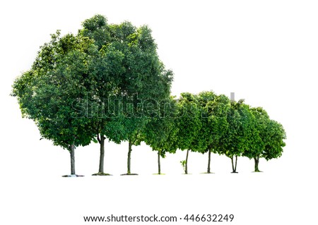 tree isolated on white Royalty-Free Stock Photo #446632249