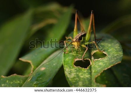 grasshopper close up photography
