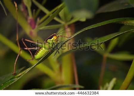 grasshopper macro photography. artistic image