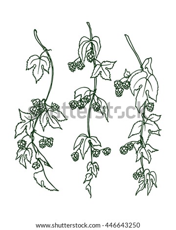 Hand drawn hop branches made in vector. Graceful illustration of hop branch with leaves and cones. Romantic floral design elements.