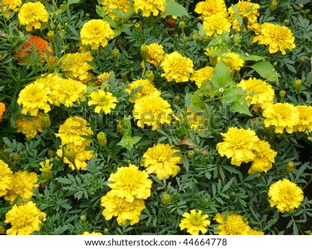 yellow flowers on flowerbed at summer