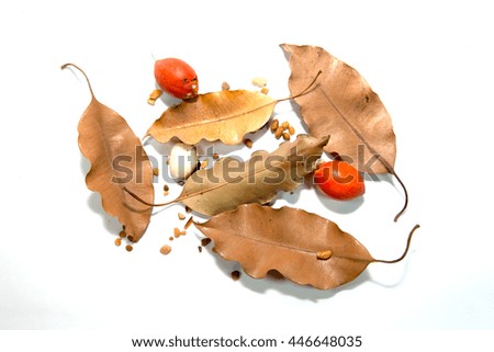 Dry leaf, red ruff and stones on white background