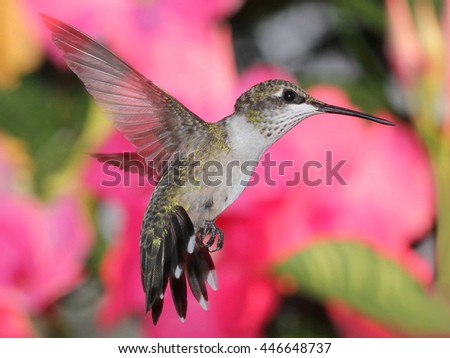 Close up photograph of a young male Ruby Throated hummingbird in flight