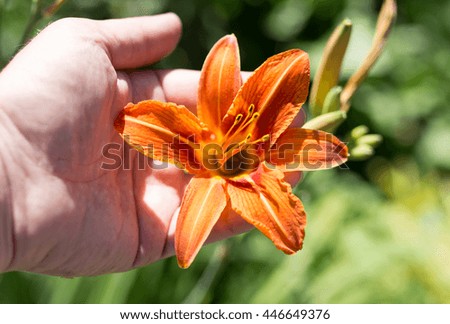 orange flower in hand on nature
