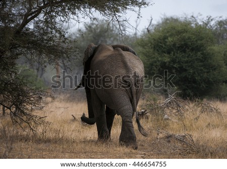 Elephant (Loxodonta africana)  Kruger National Park, South Africa