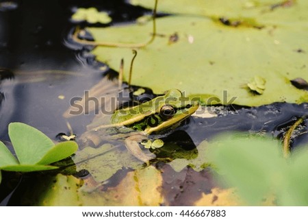  small toad ; small green frog; tree frog   