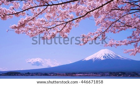 Mount Fuji and cherry-blossoms which are viewed from lake Kawaguchiko in Yamanashi, Japan Royalty-Free Stock Photo #446671858