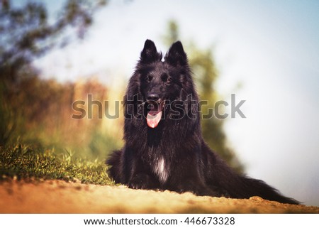 cheerful, young, cool and relaxing black belgian shepherd dog breed Chien de Berger Belge on a dirt road, recreation, relaxation, fatigue, boredom, training, expectations