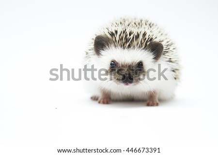 beautiful portrait young and comic,cute african pygmy hedgehog