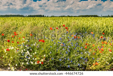 Wildflowers in the field of ripening rye, Europe