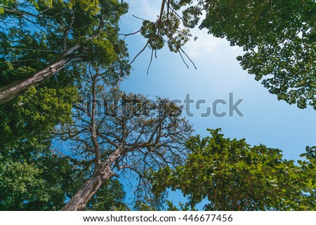 Perspective nature view from under big green tree in forest with blue sky background.