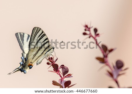 swallow tail butterfly machaon close up portrait macro
