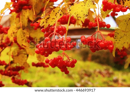 Ripe bunches of red viburnum hang among yellow leaves in autumn