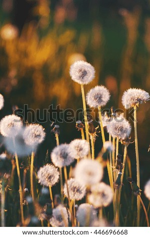 summer background wild flowers.sun Rays