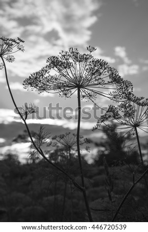 Dill on a the sky background black and white picture
