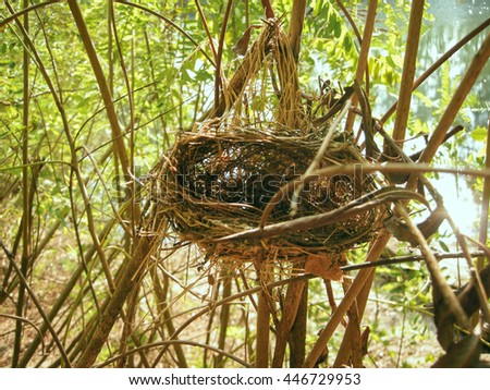 picture of empty nest between branches of vegetation near a pond