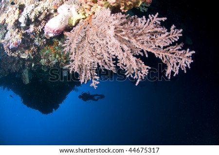 Reef and fish, Indonesia, Lembeh, Asia