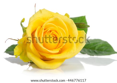 beautiful yellow rose isolated on white background