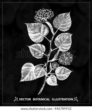 Vector linden tree branch with flowers, leaves, isolated, white sketch on dark background.