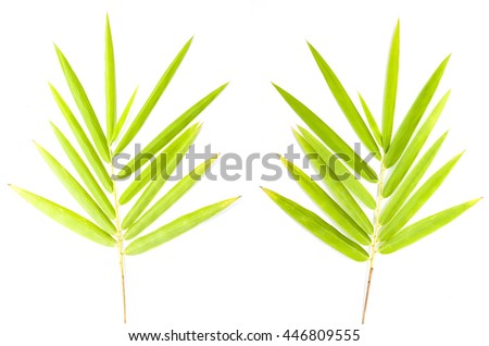 Group Bamboo leaf isolate on white background