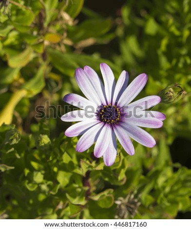 Beautiful pale pink and white African daisy Osteospermum  a plant  from the Asteraceae species adding cheerful color to the winter   landscape  is a hardy shrub attracting bees to the sweet pollen.